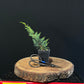 Juniperus chinensis 'media blaauw' -plug grown