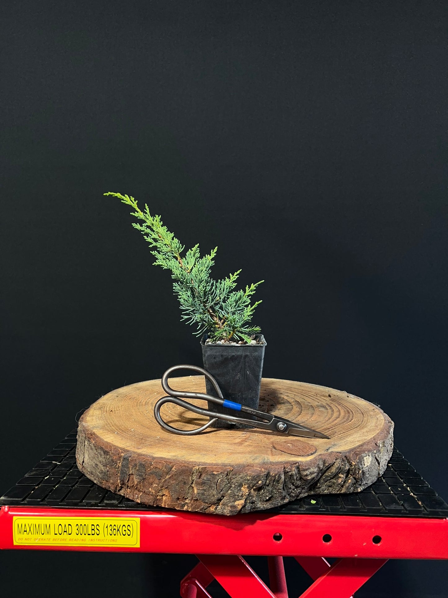 Juniperus chinensis 'media blaauw' -plug grown