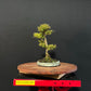 Kanuka Bonsai