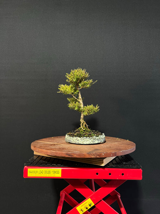 Kanuka Bonsai