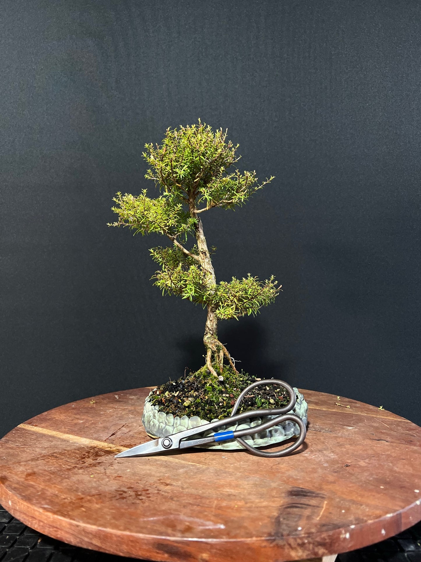 Kanuka Bonsai