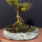 Kanuka Bonsai