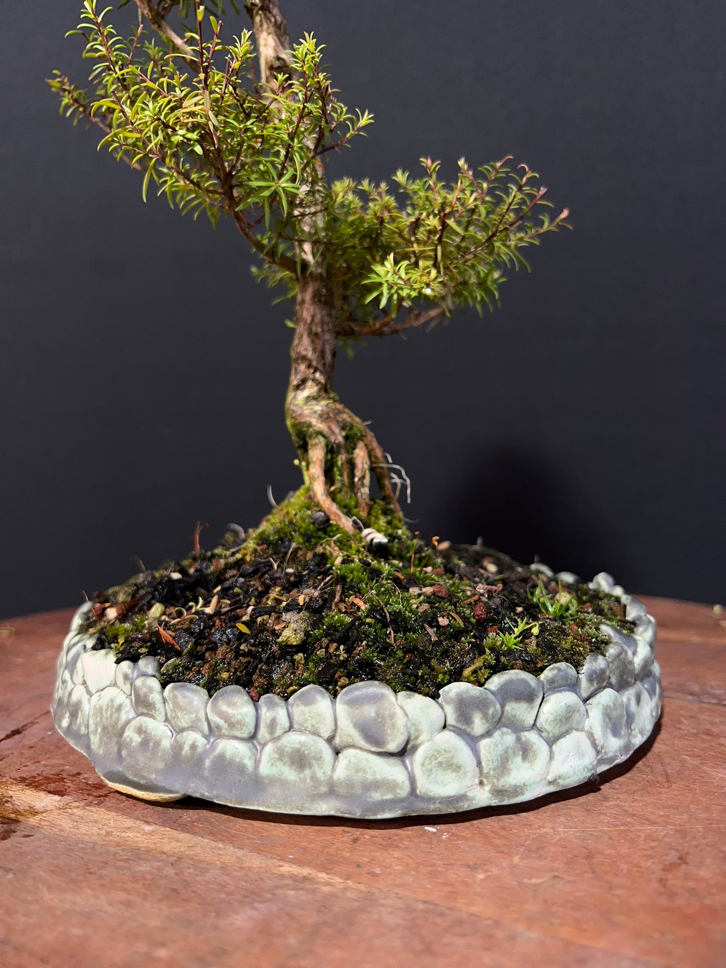 Kanuka Bonsai