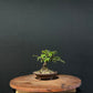 Chinese Elm Bonsai