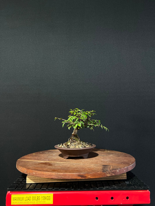 Chinese Elm Bonsai