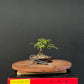 Chinese Elm Bonsai