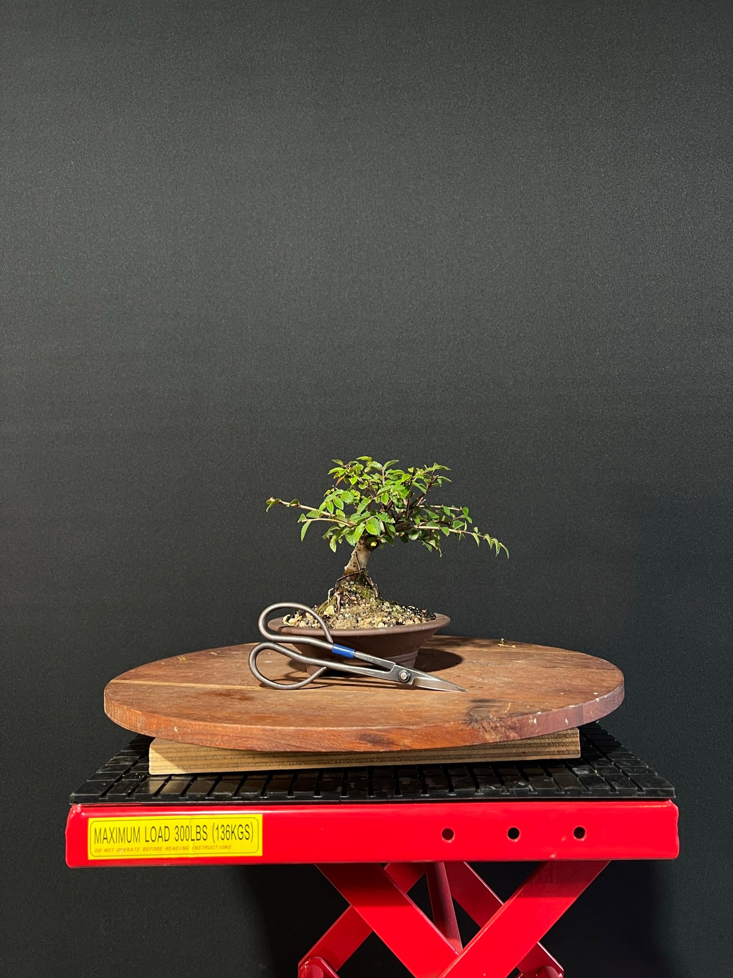 Chinese Elm Bonsai