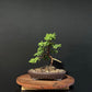 Japanese Juniper Bonsai