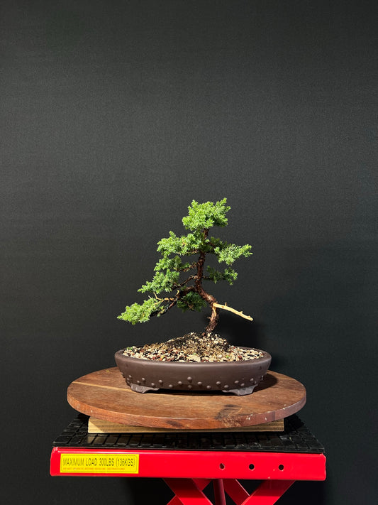 Japanese Juniper Bonsai