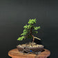 Japanese Juniper Bonsai