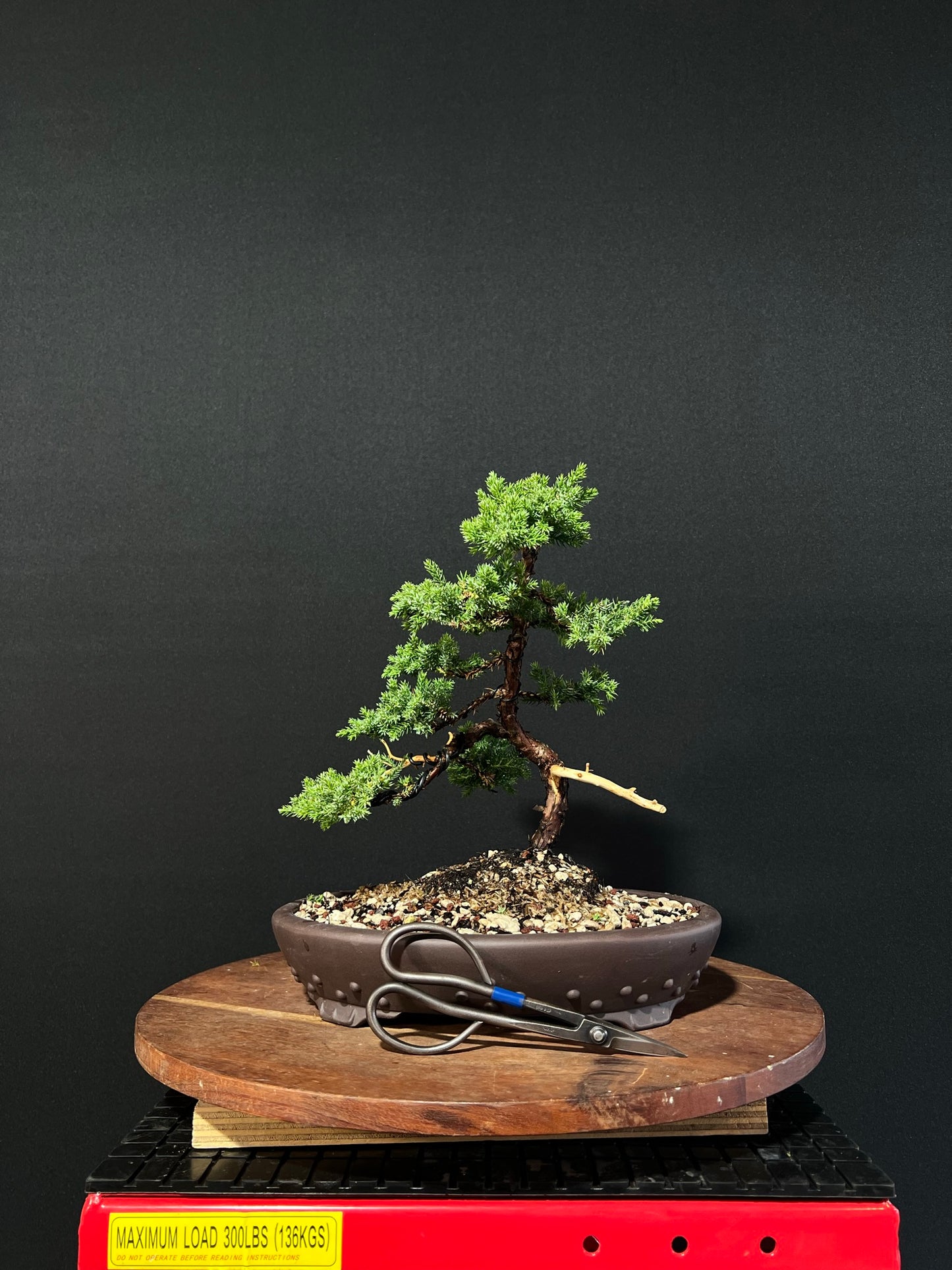 Japanese Juniper Bonsai