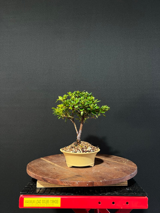 Azalea Bonsai