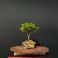 Azalea Bonsai