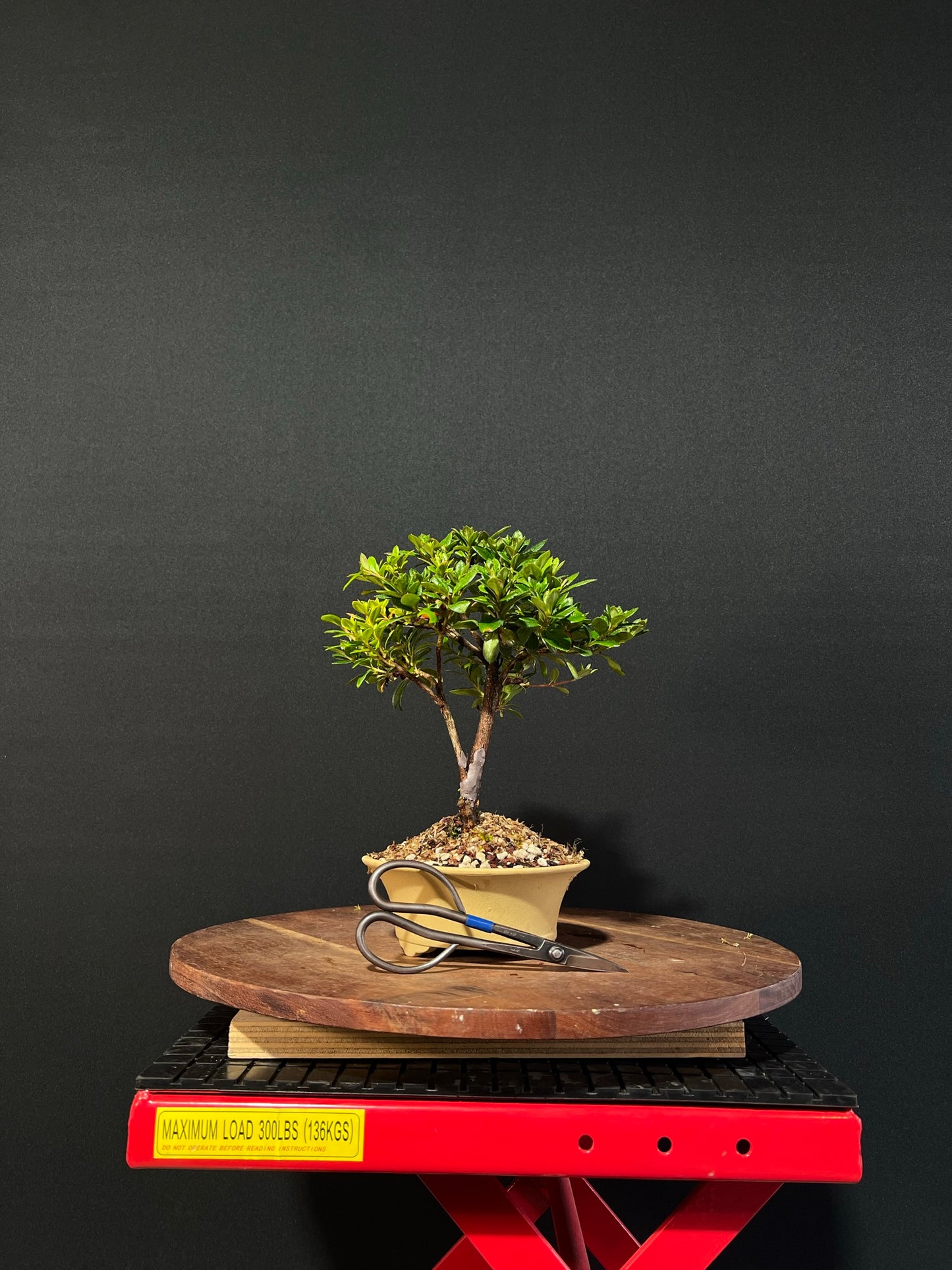 Azalea Bonsai