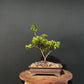 Azalea Bonsai