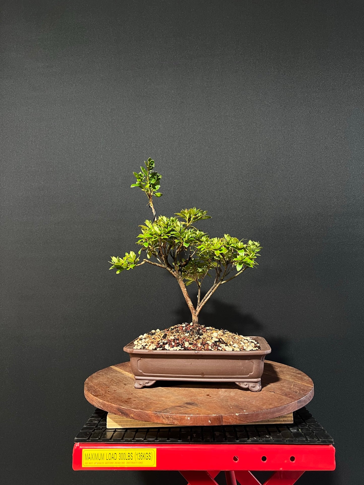 Azalea Bonsai