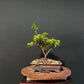 Azalea Bonsai