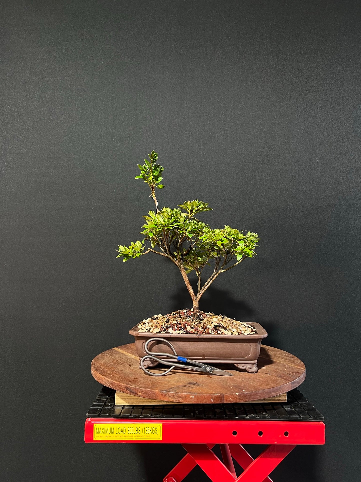 Azalea Bonsai