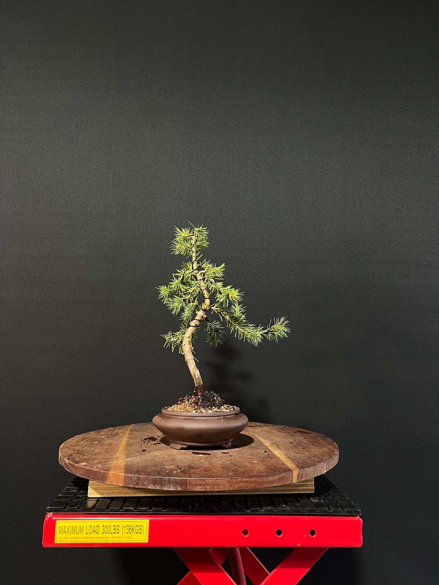 Atlas Cedar Bonsai