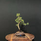 Atlas Cedar Bonsai