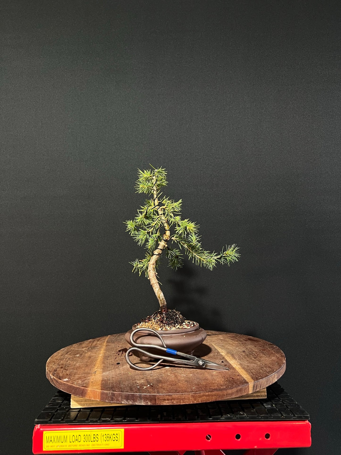 Atlas Cedar Bonsai