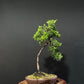 Kaizuka Juniper Bonsai