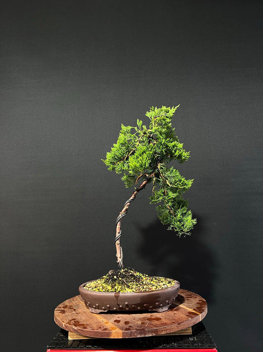 Kaizuka Juniper Bonsai