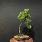 Kaizuka Juniper Bonsai