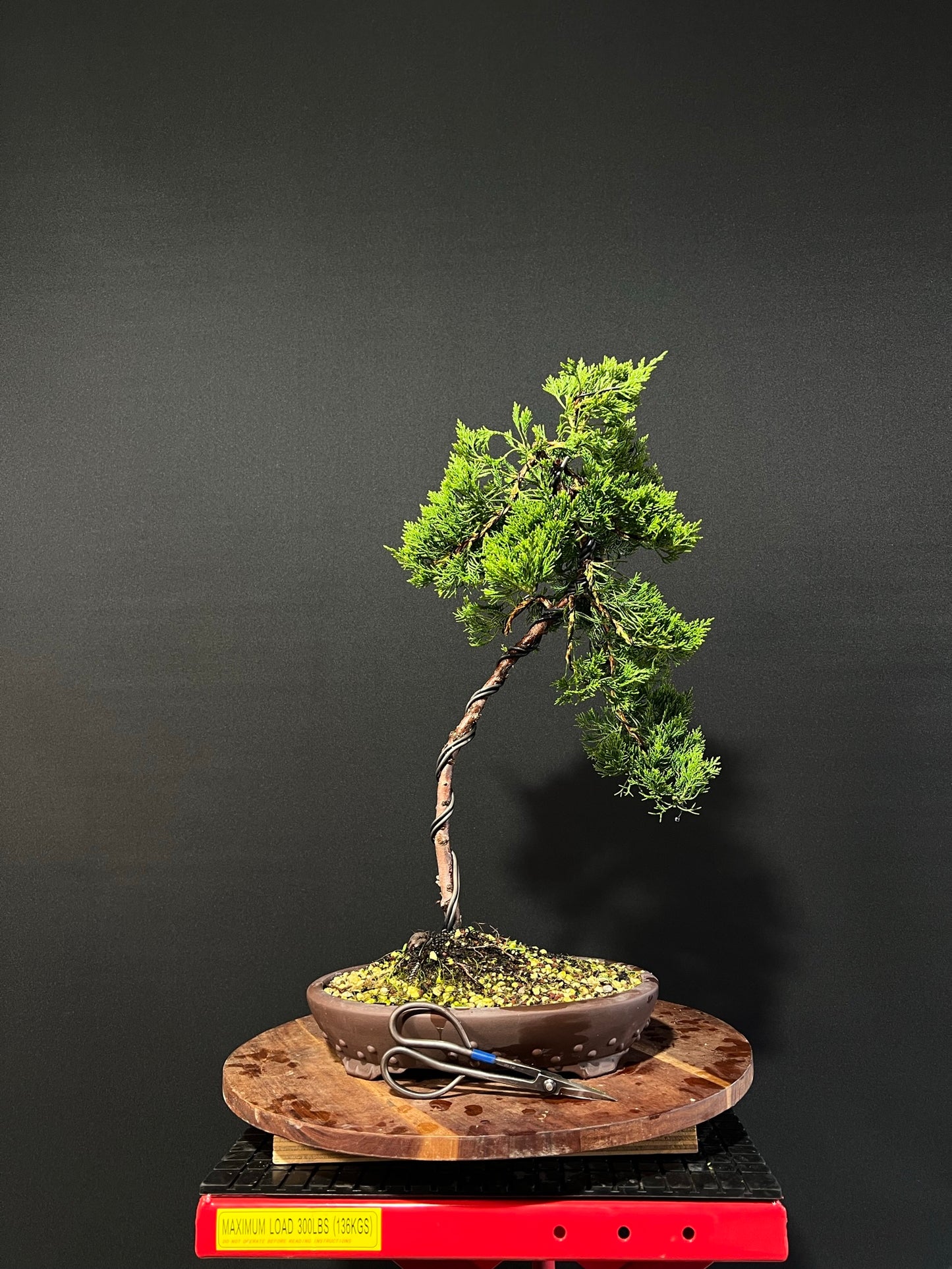 Kaizuka Juniper Bonsai