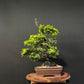 Hinoki Cypress Bonsai