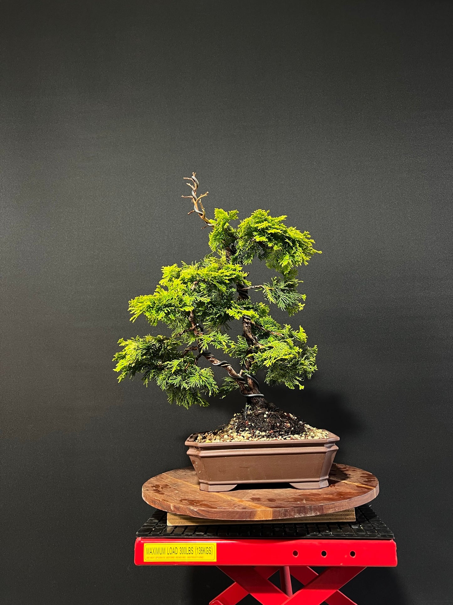 Hinoki Cypress Bonsai