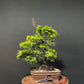 Hinoki Cypress Bonsai