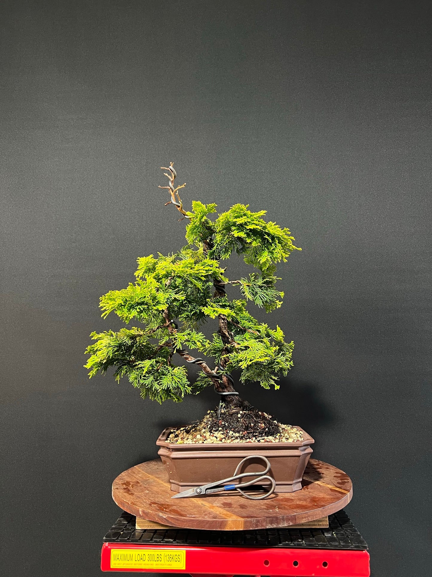 Hinoki Cypress Bonsai