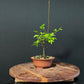 Chinese Elm Bonsai