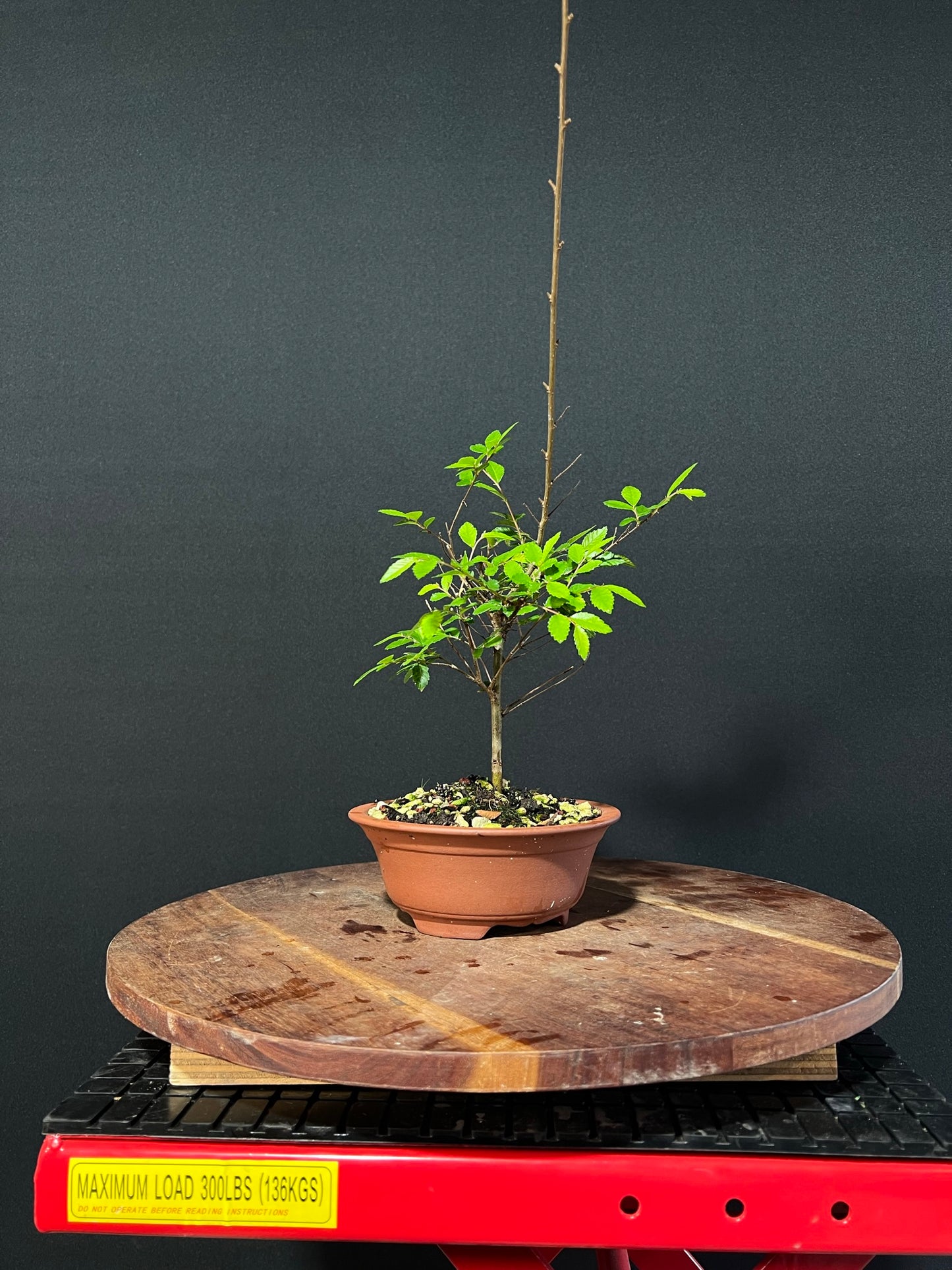 Chinese Elm Bonsai