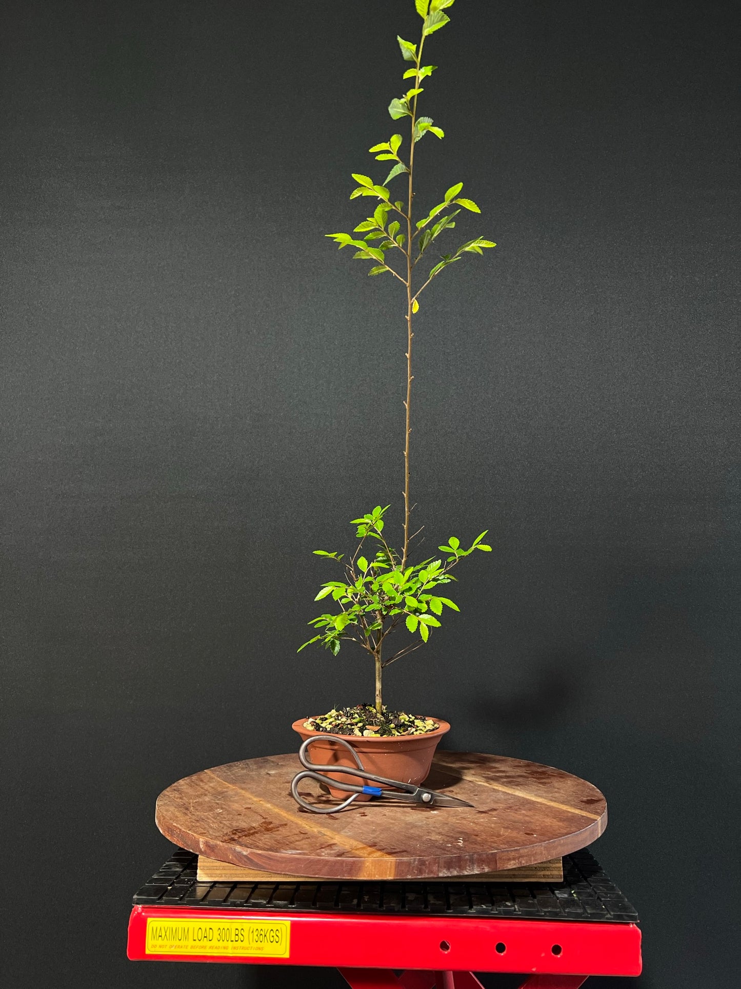 Chinese Elm Bonsai