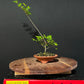 Chinese Elm Bonsai