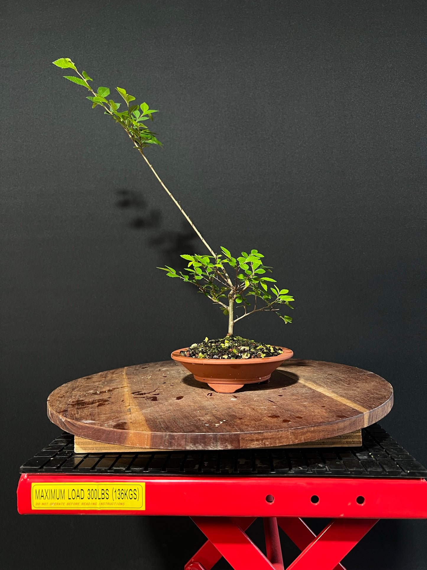 Chinese Elm Bonsai