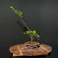 Chinese Elm Bonsai