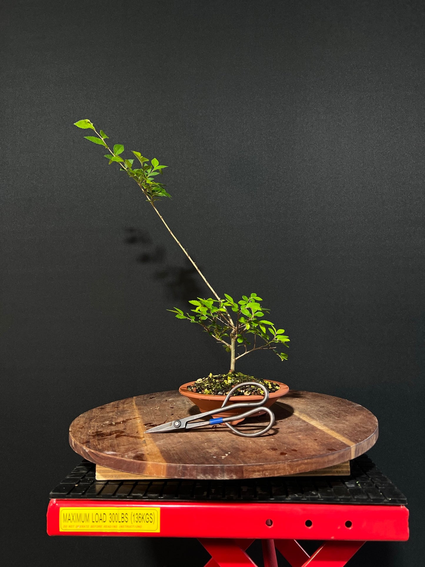 Chinese Elm Bonsai