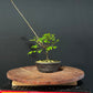 Chinese Elm Bonsai