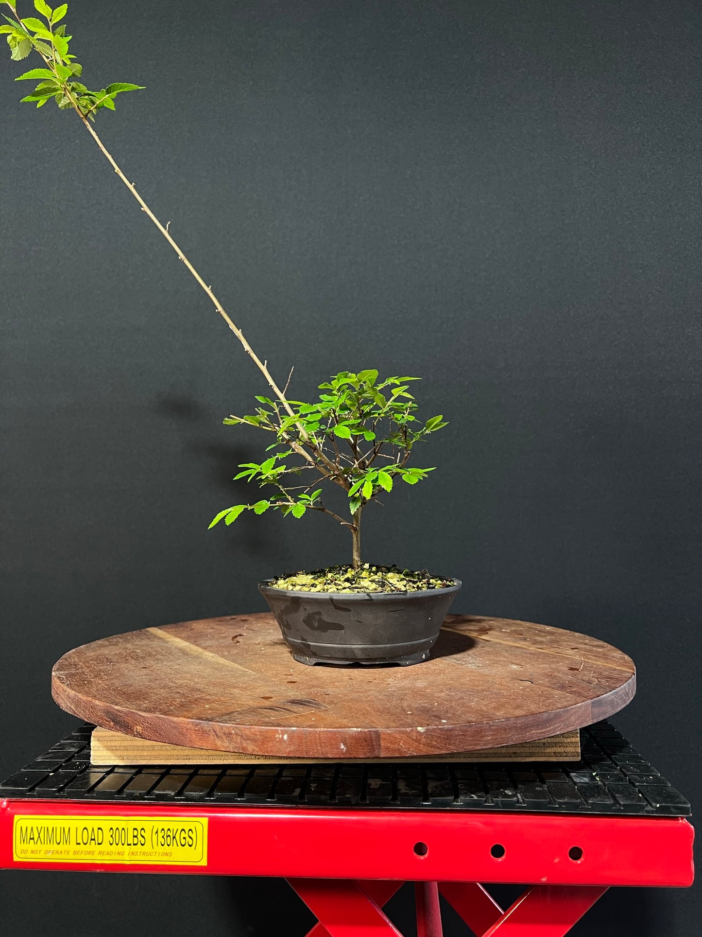 Chinese Elm Bonsai