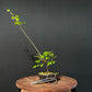 Chinese Elm Bonsai