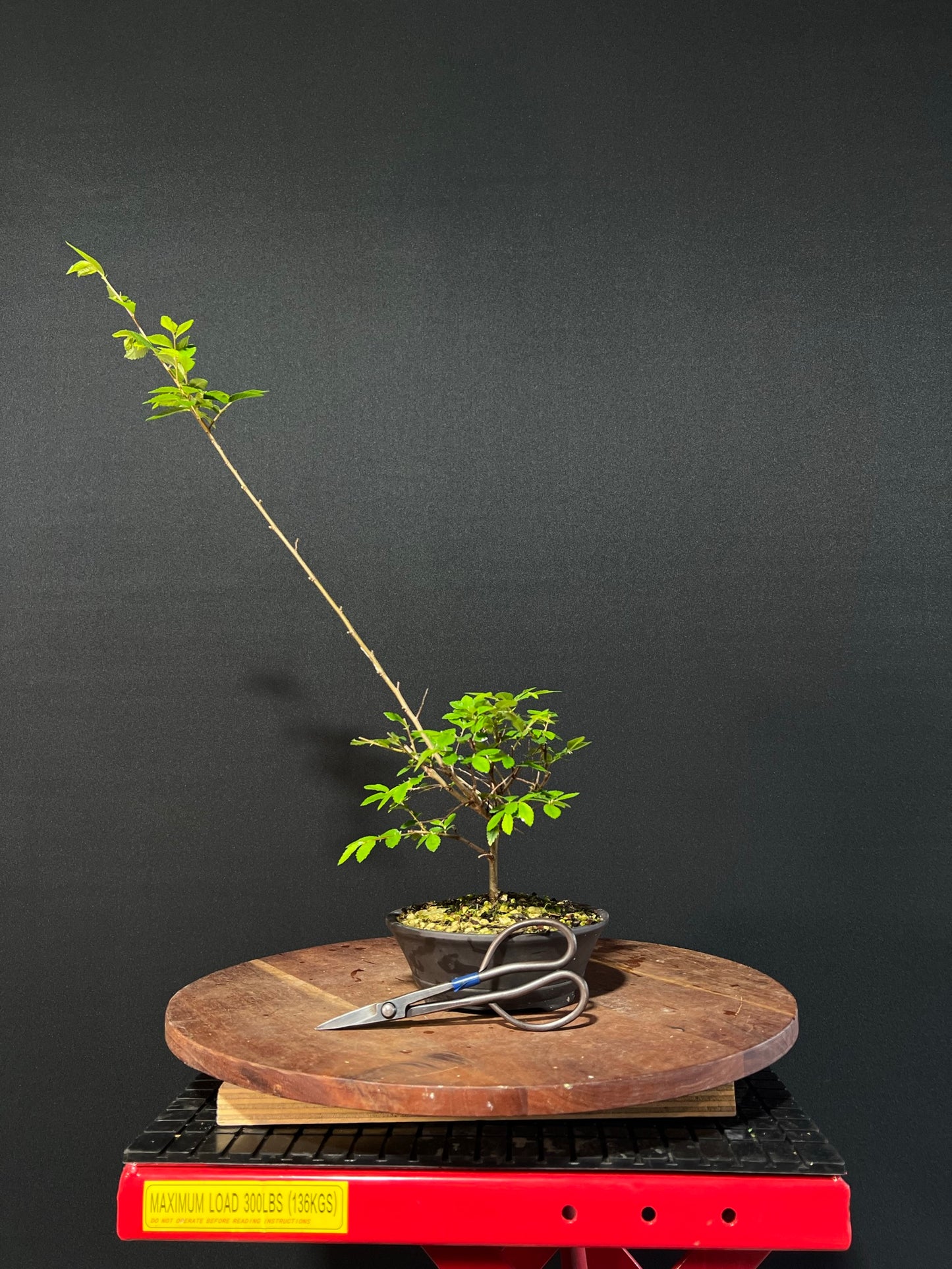 Chinese Elm Bonsai