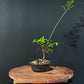 Chinese Elm Bonsai