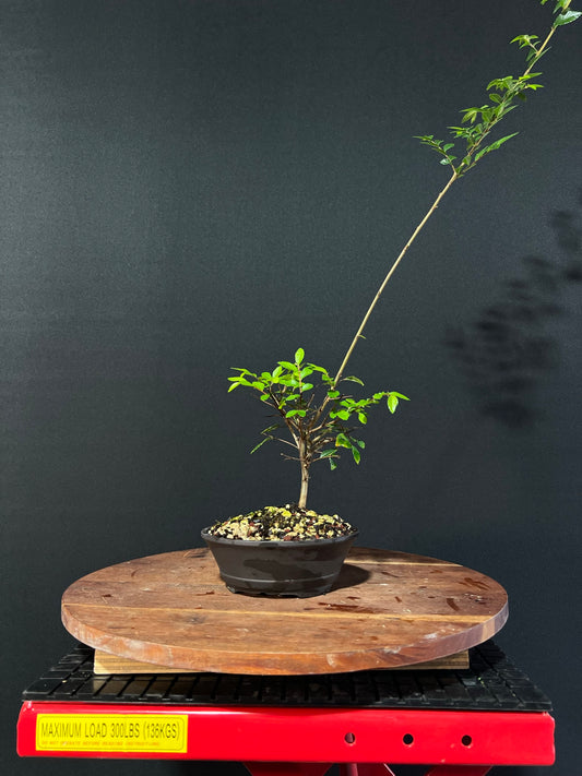 Chinese Elm Bonsai