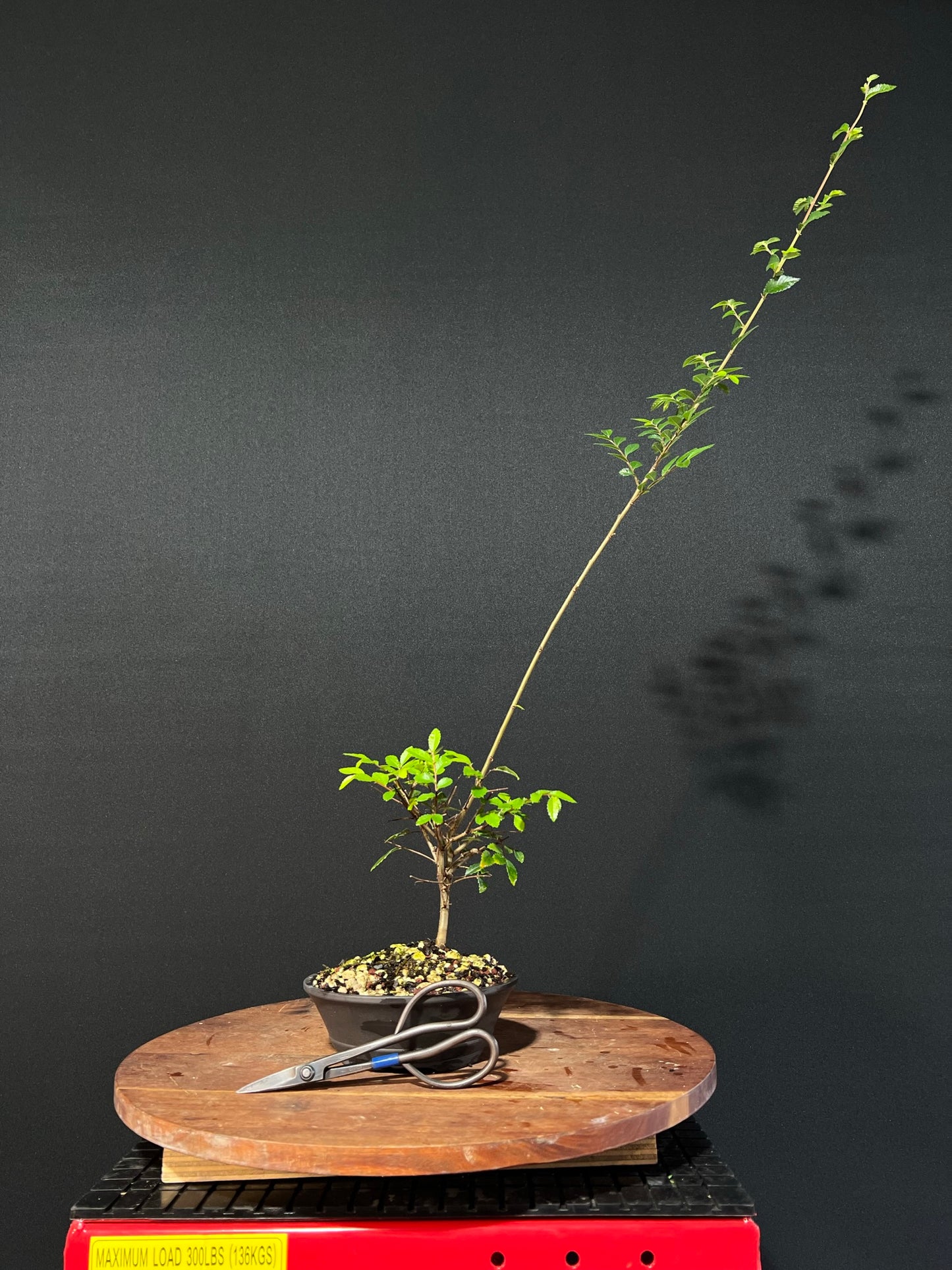 Chinese Elm Bonsai