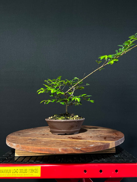 Chinese Elm Bonsai