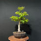 European Hornbeam Bonsai