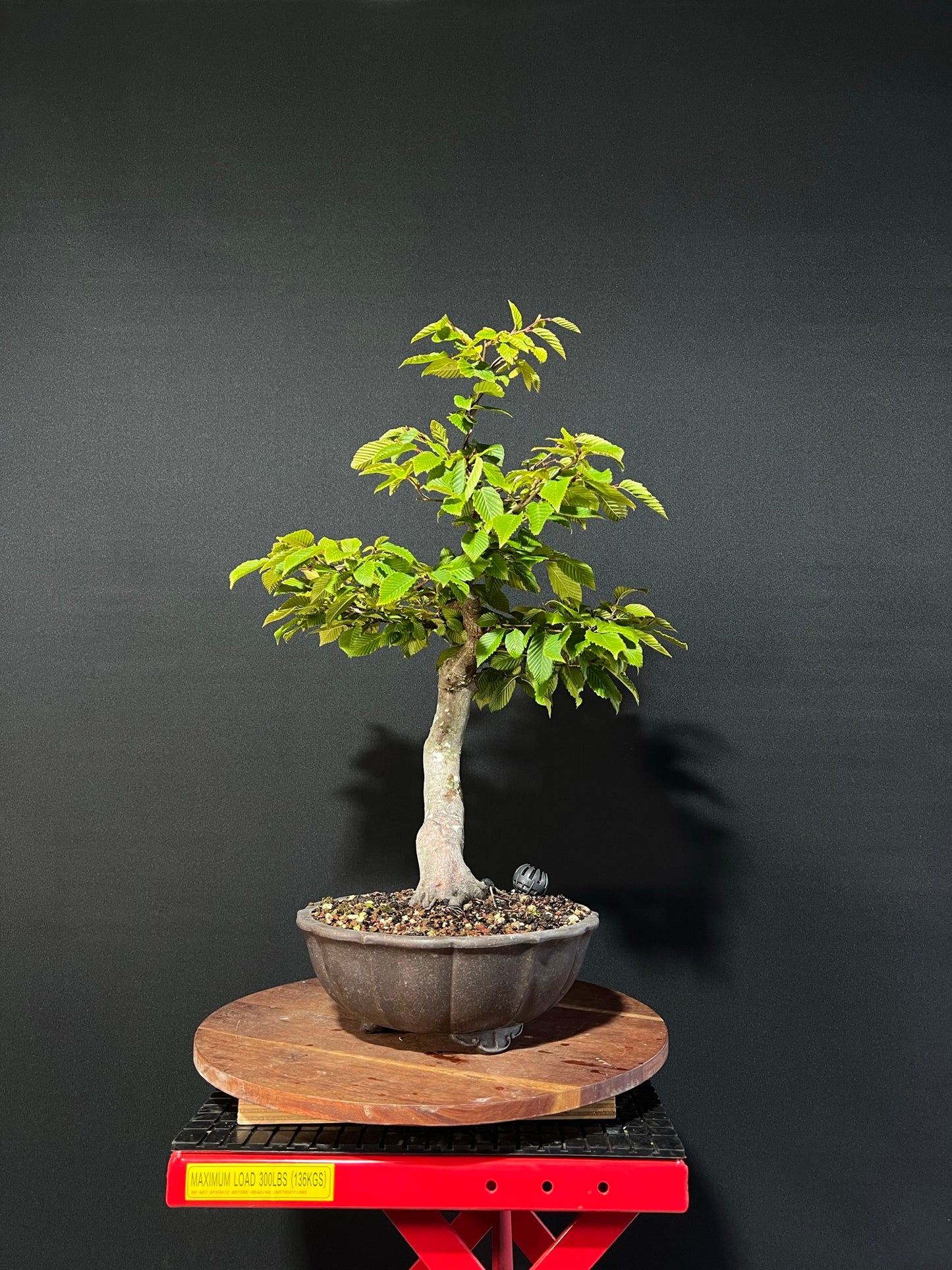 European Hornbeam Bonsai